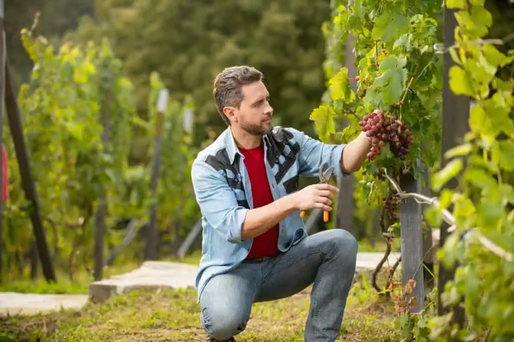 Analyse du terroir par l'oenologue