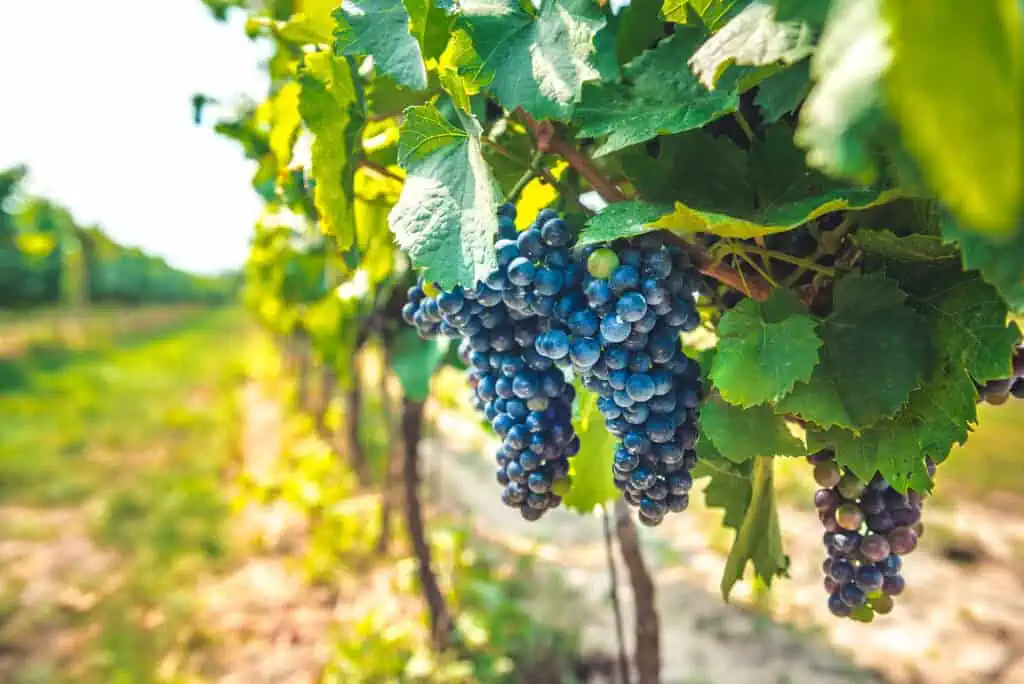 Impact des vendanges sur la fabrication du vin