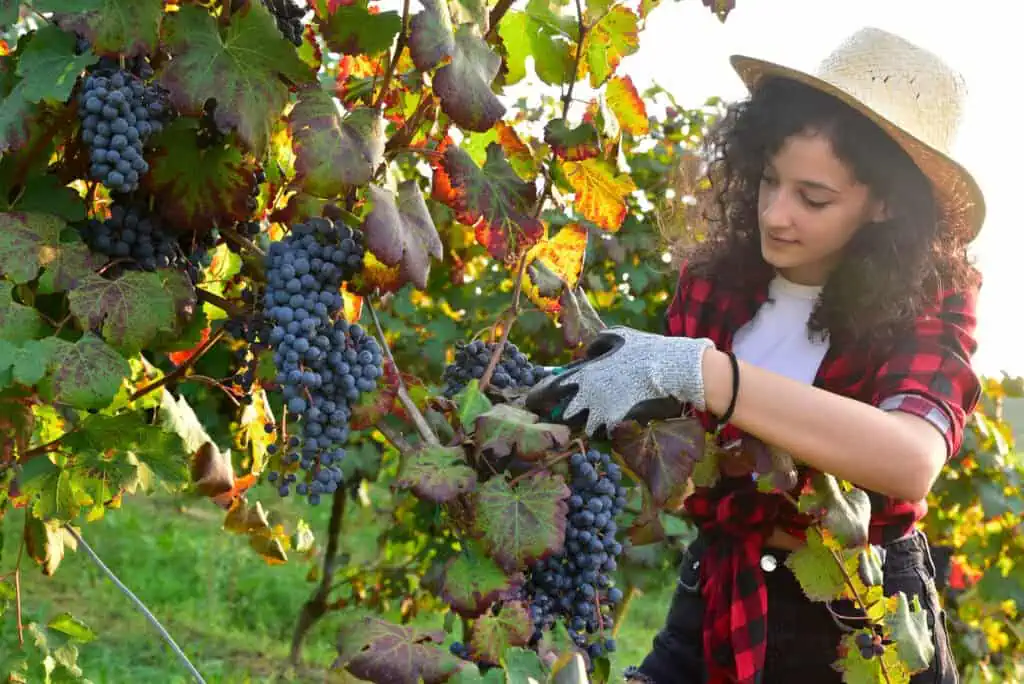 La tradition des vendanges