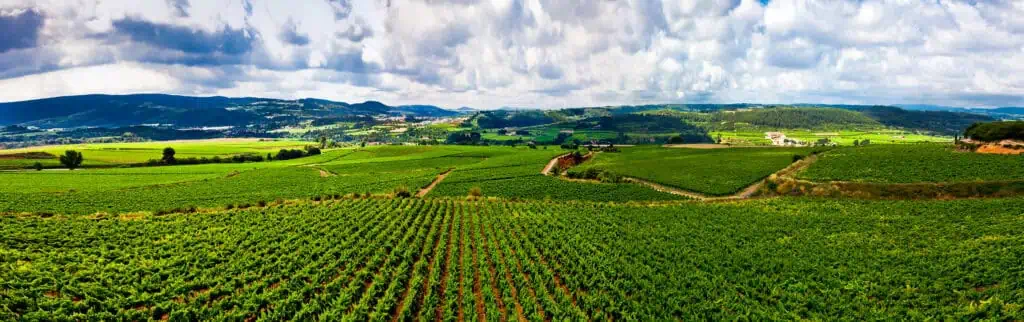 Oenologie et terroirs