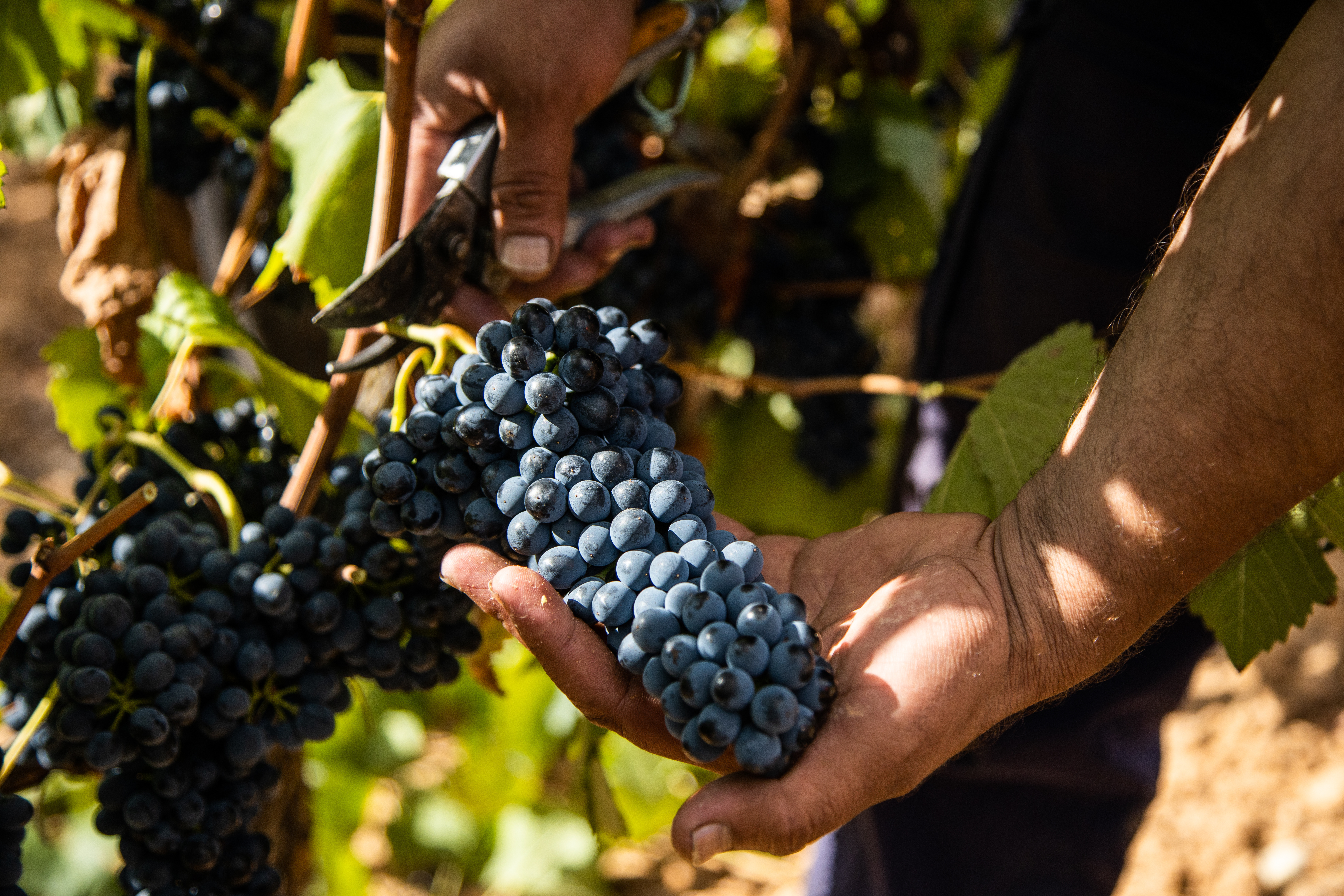 Vendanges : le millésime correspond à l'année de récolte du raisin