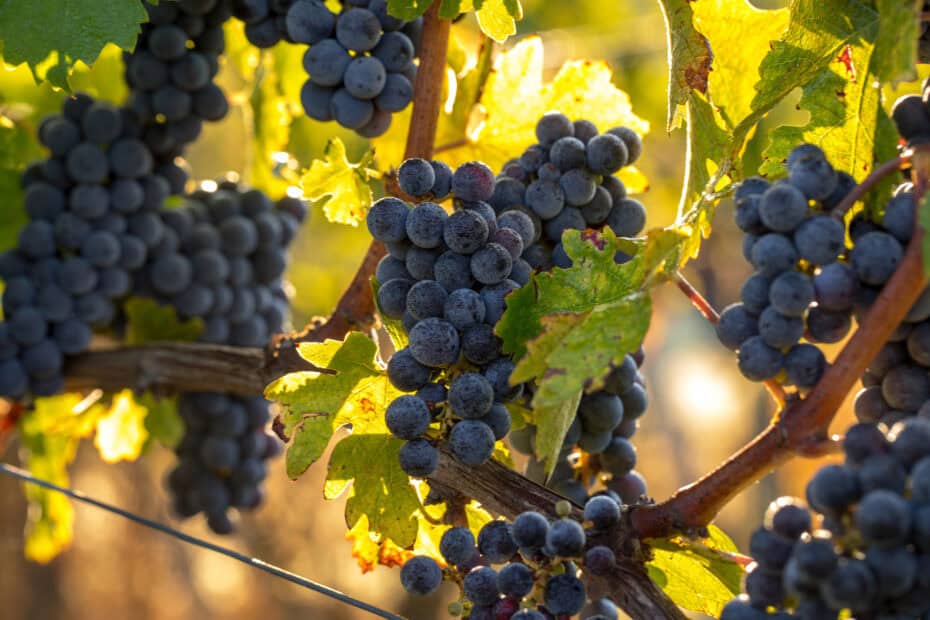 Cabernet sauvignon