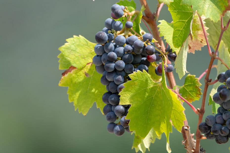Carignan