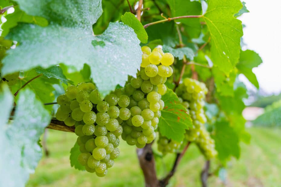 chenin