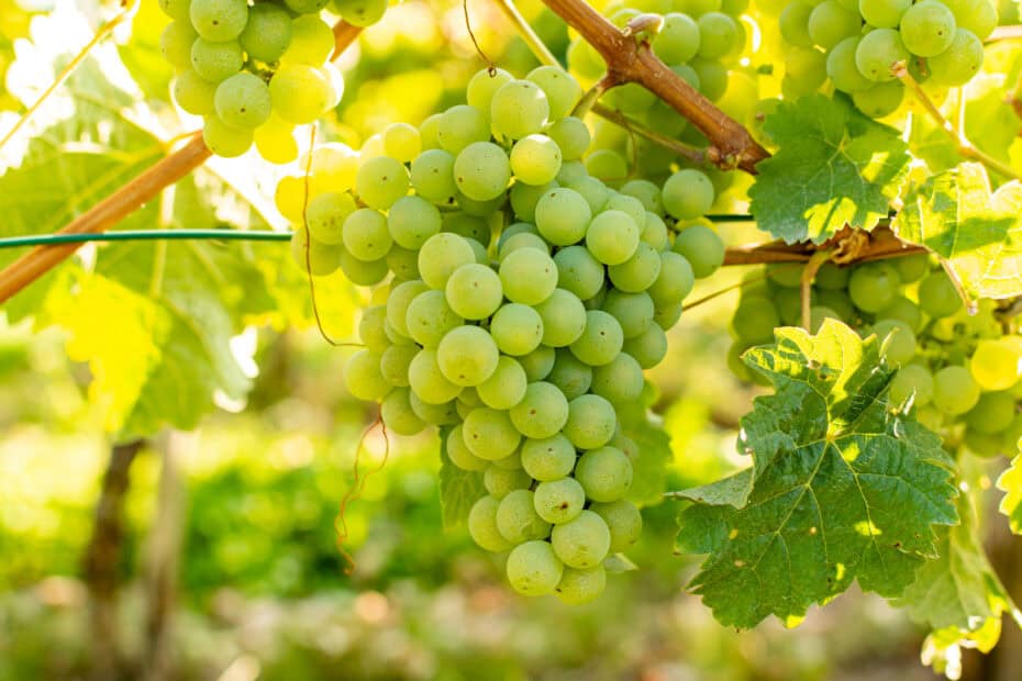 Sauvignon