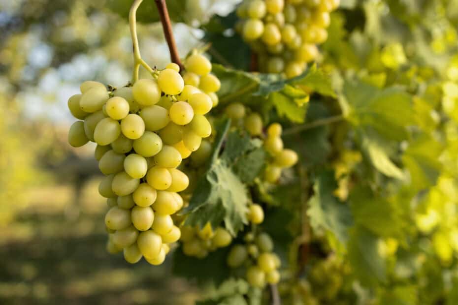 Savagnin