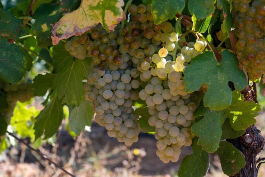 Viognier