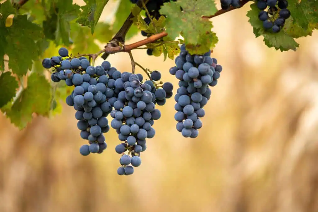 cépage cabernet franc