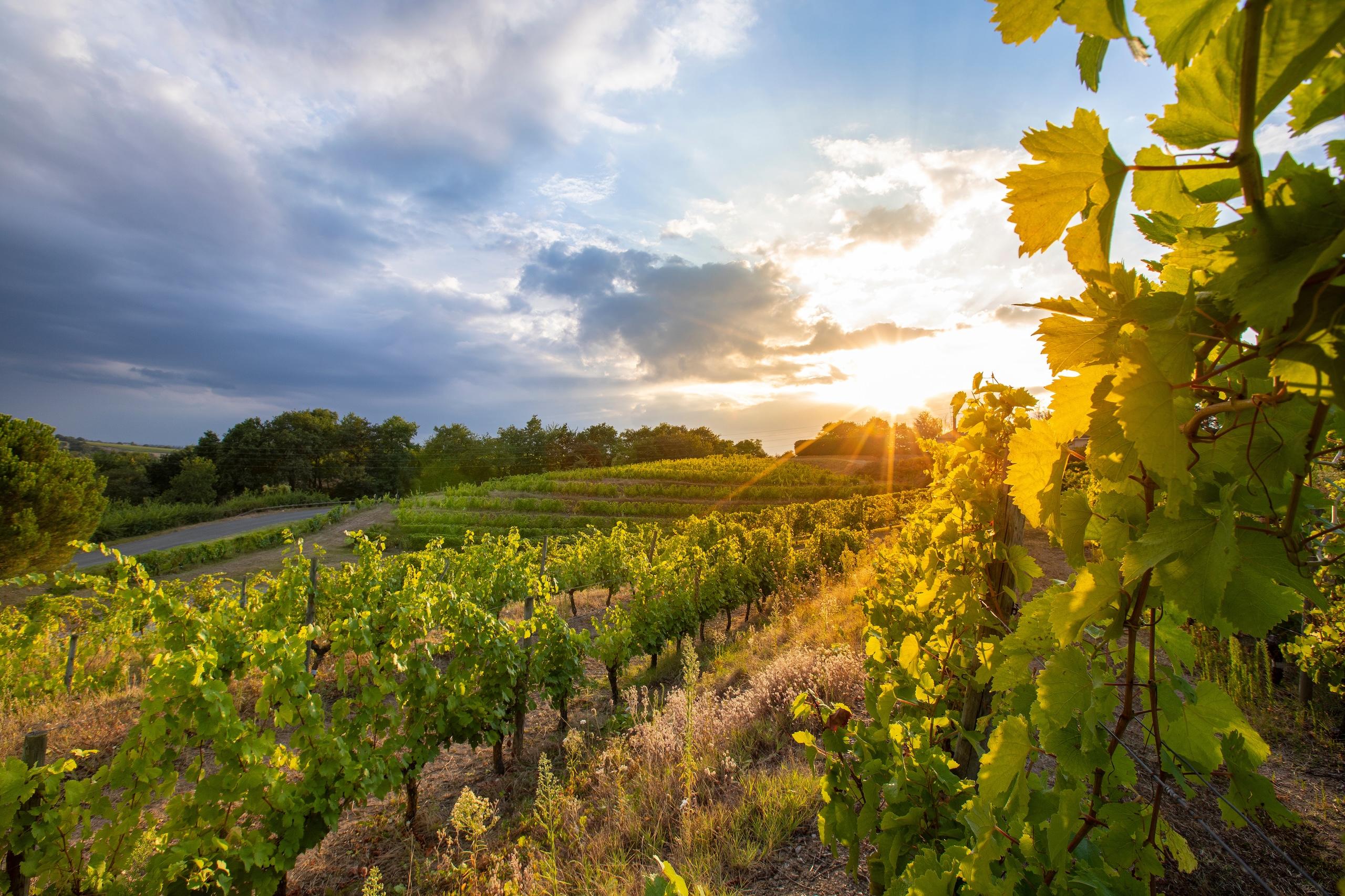 Choix de l'origine du vin